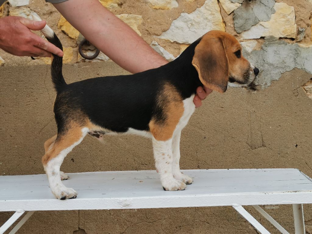 Du Grain De Forêt - Chiot disponible  - Beagle